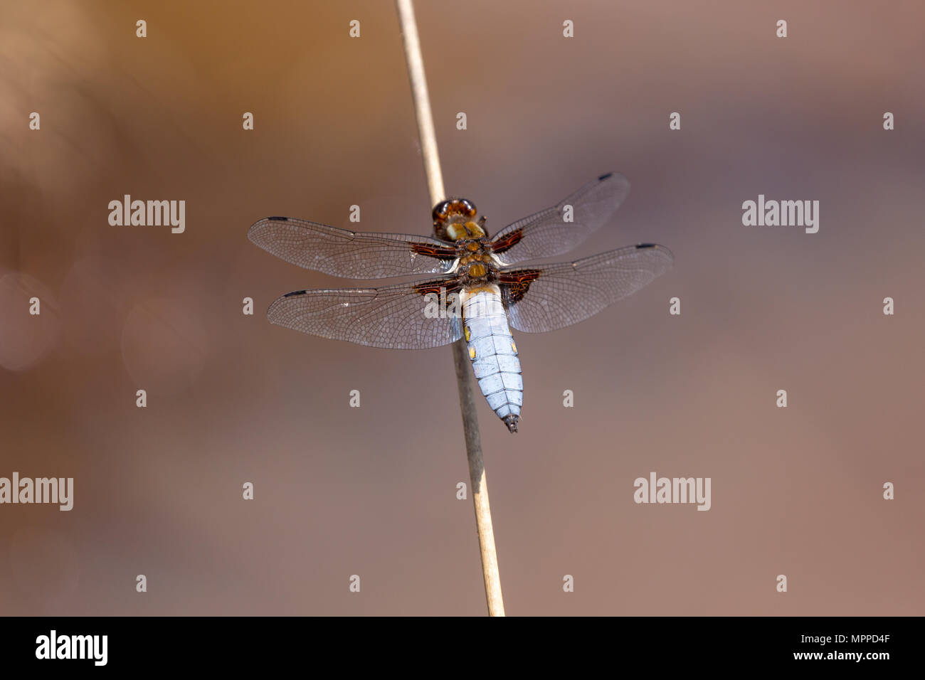 Ampia corposo chaser dragonfly appollaiato in unico pezzo di erba alta Foto Stock