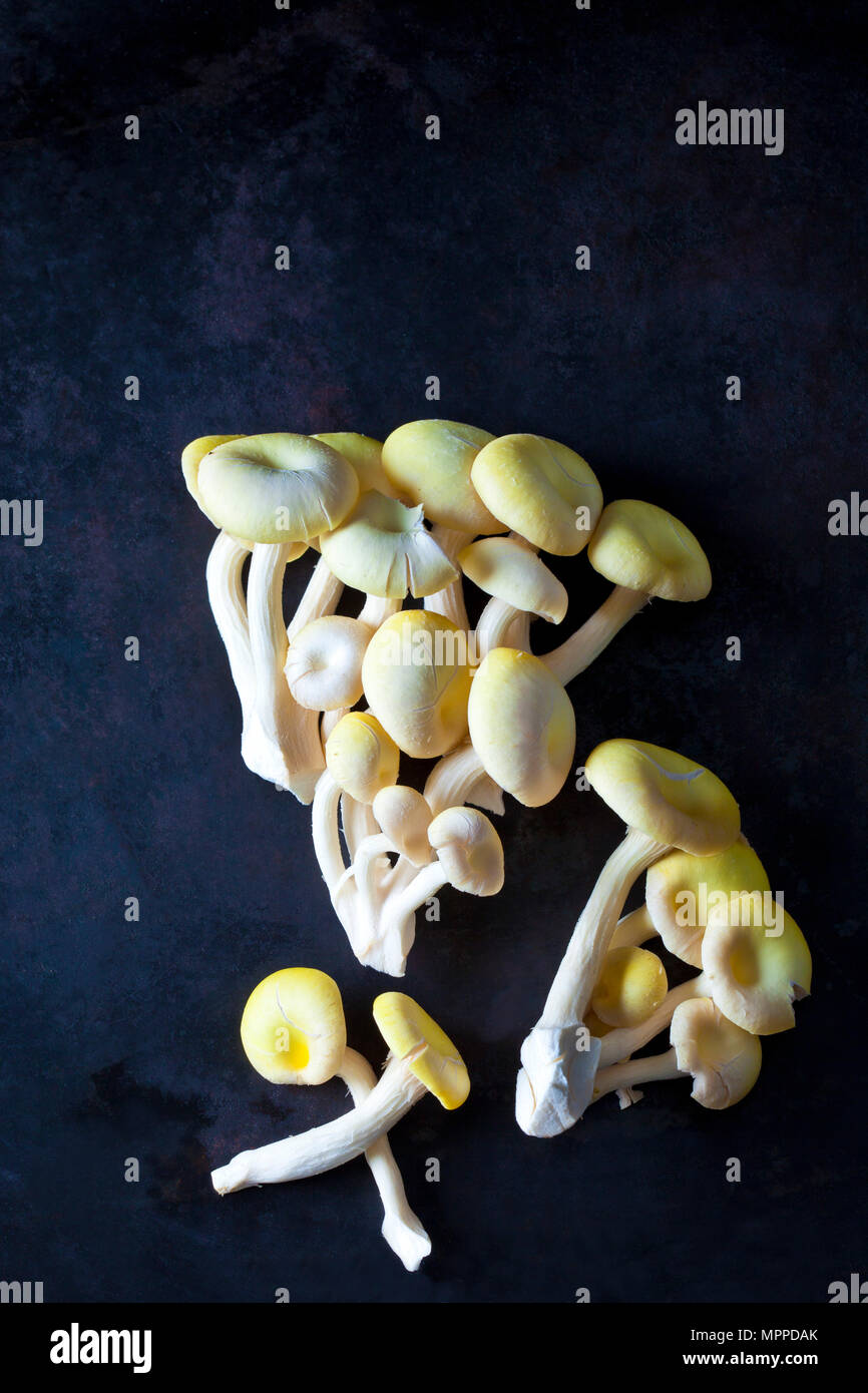 Golden funghi Oyster sul metallo scuro Foto Stock