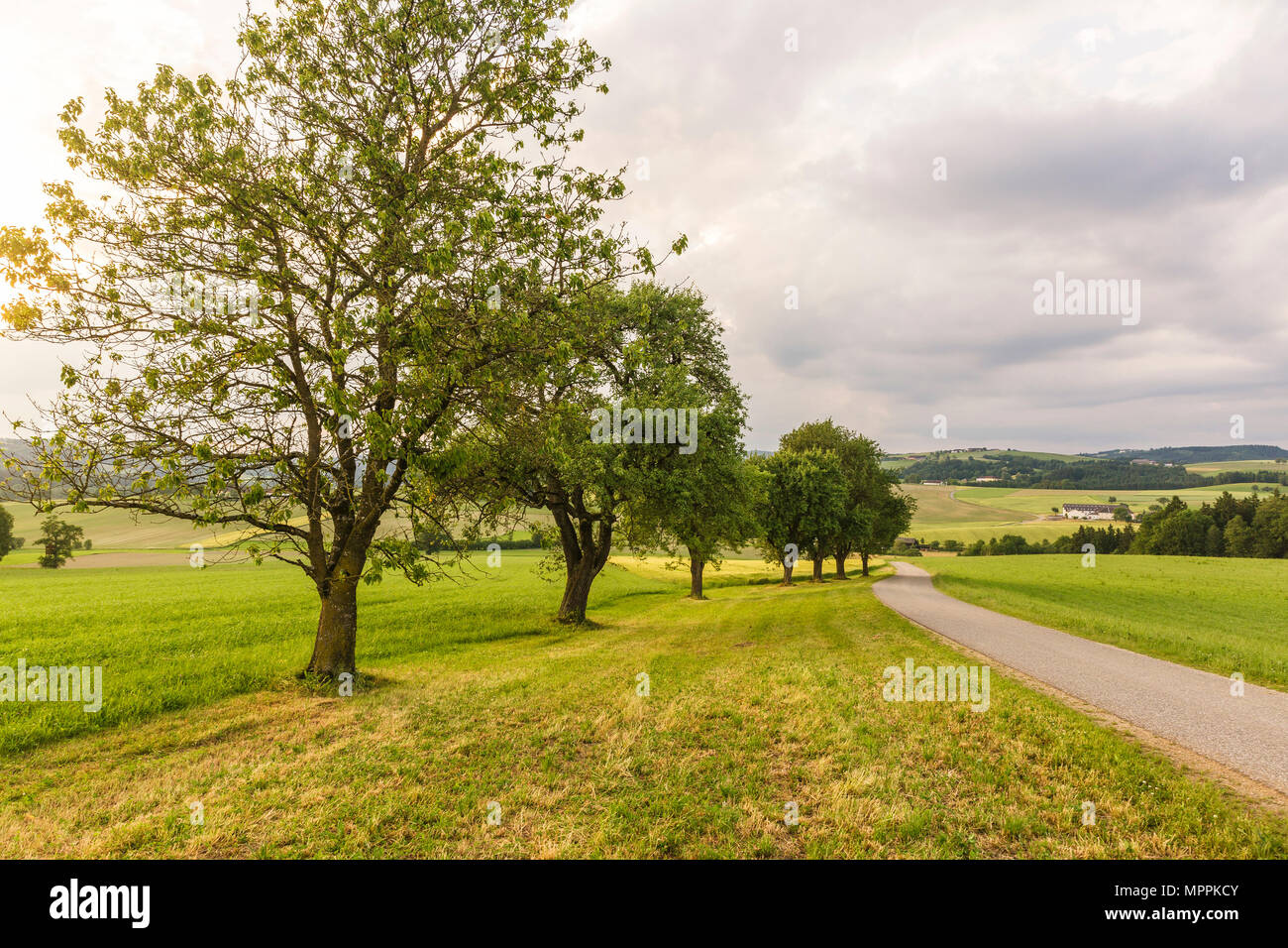 Austria, Austria superiore, Klam, strada vuota al crepuscolo serale Foto Stock