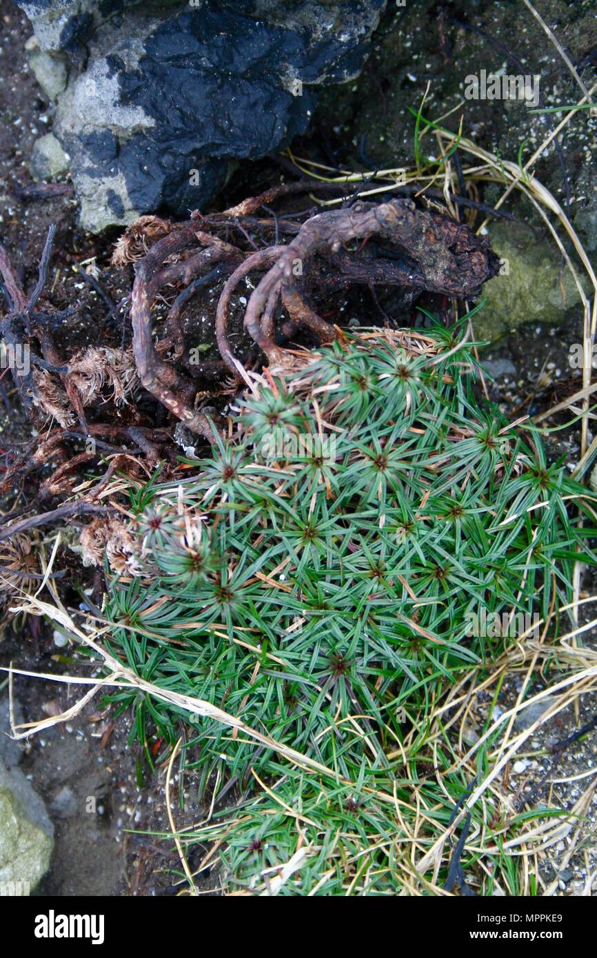 La vita delle piante sulle rocce, bordo settentrionale delle scogliere di Moher vicino a Doolin, County Clare, Irlanda Foto Stock