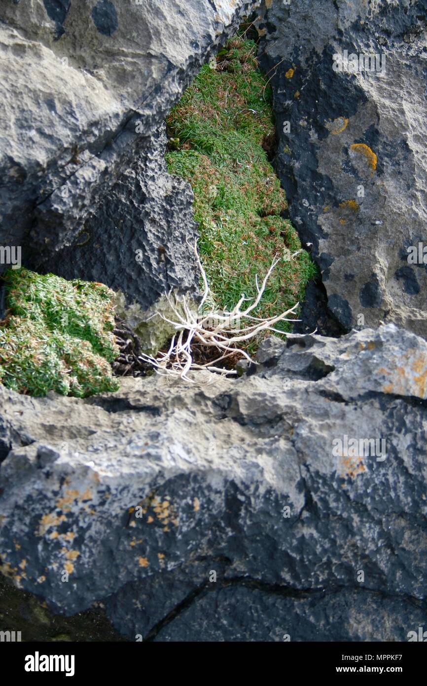 La vita delle piante sulle rocce, bordo settentrionale delle scogliere di Moher vicino a Doolin, County Clare, Irlanda Foto Stock