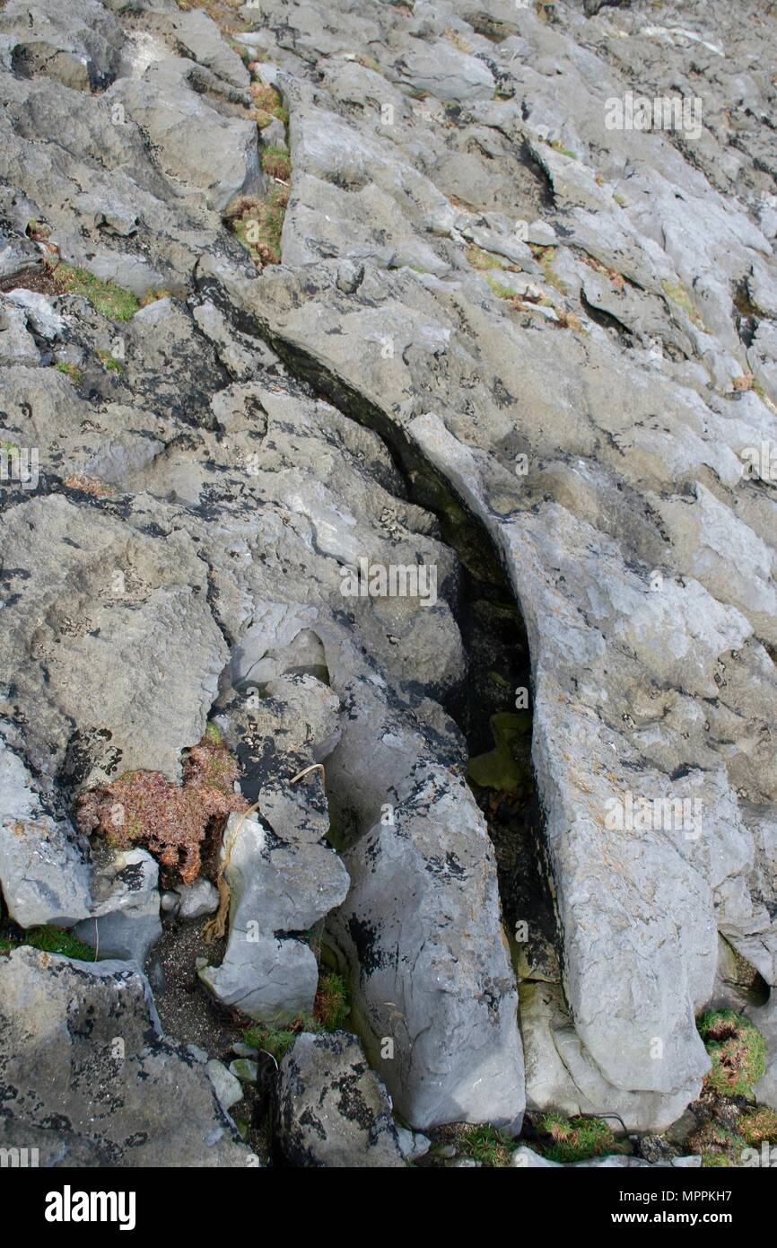 La vita delle piante sulle rocce, bordo settentrionale delle scogliere di Moher vicino a Doolin, County Clare, Irlanda Foto Stock