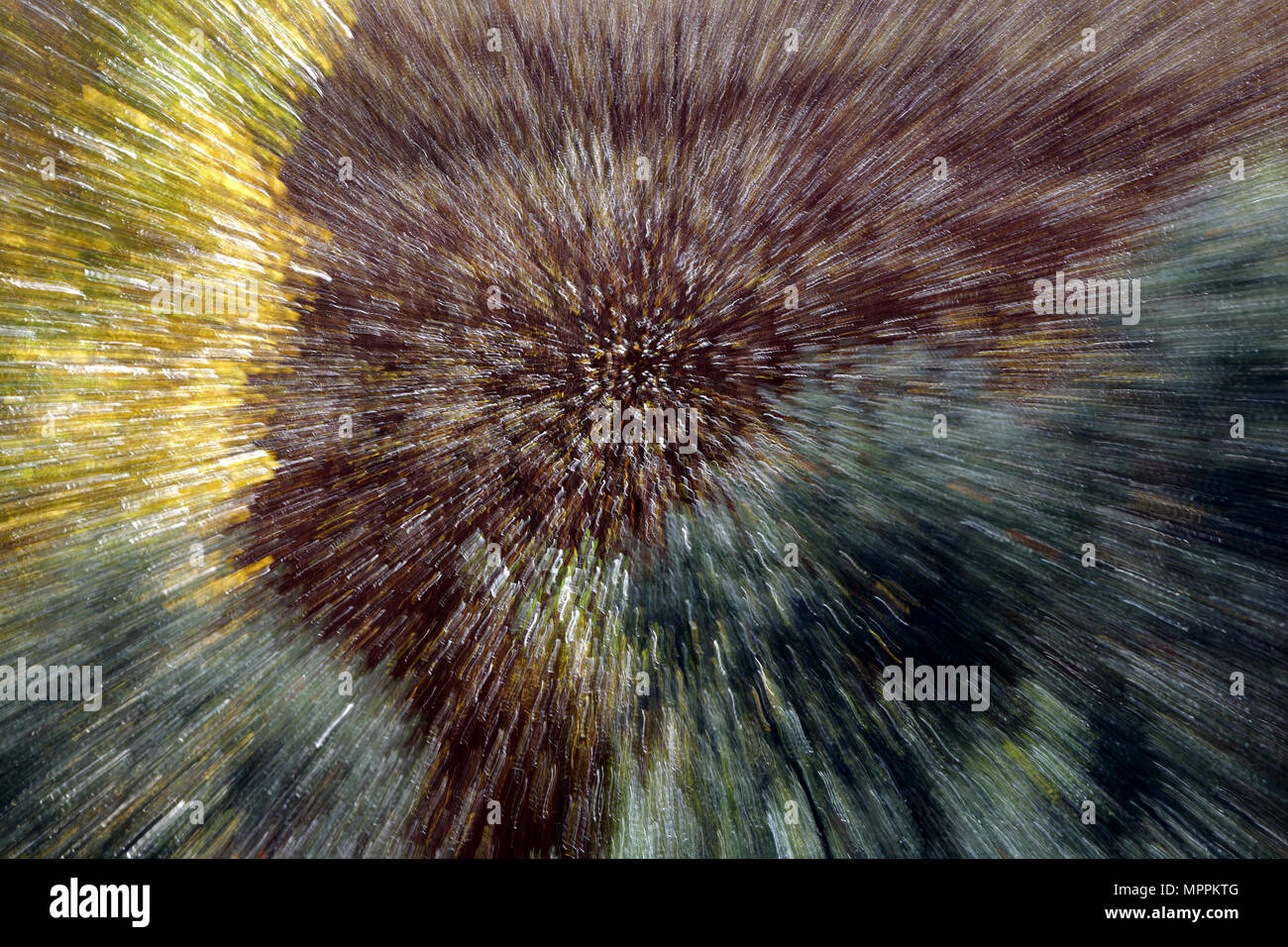 Spagna, coltivazione di vimini in Canamares in autunno, burst di zoom Foto Stock