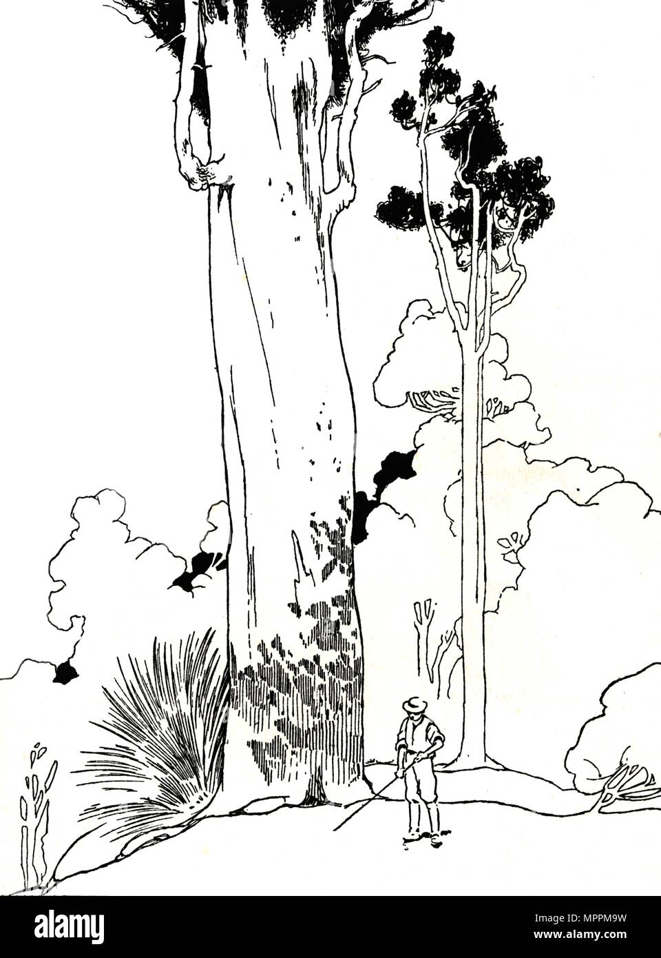 'Un Kauri Tree", 1912. Artista: Charles Robinson. Foto Stock