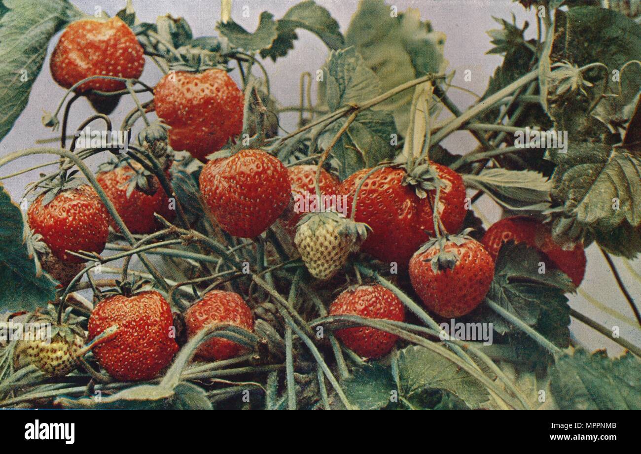 "Fragole - John Kidd & Co. Ltd.", 1910. Artista: Photochrom Co Ltd di Londra. Foto Stock