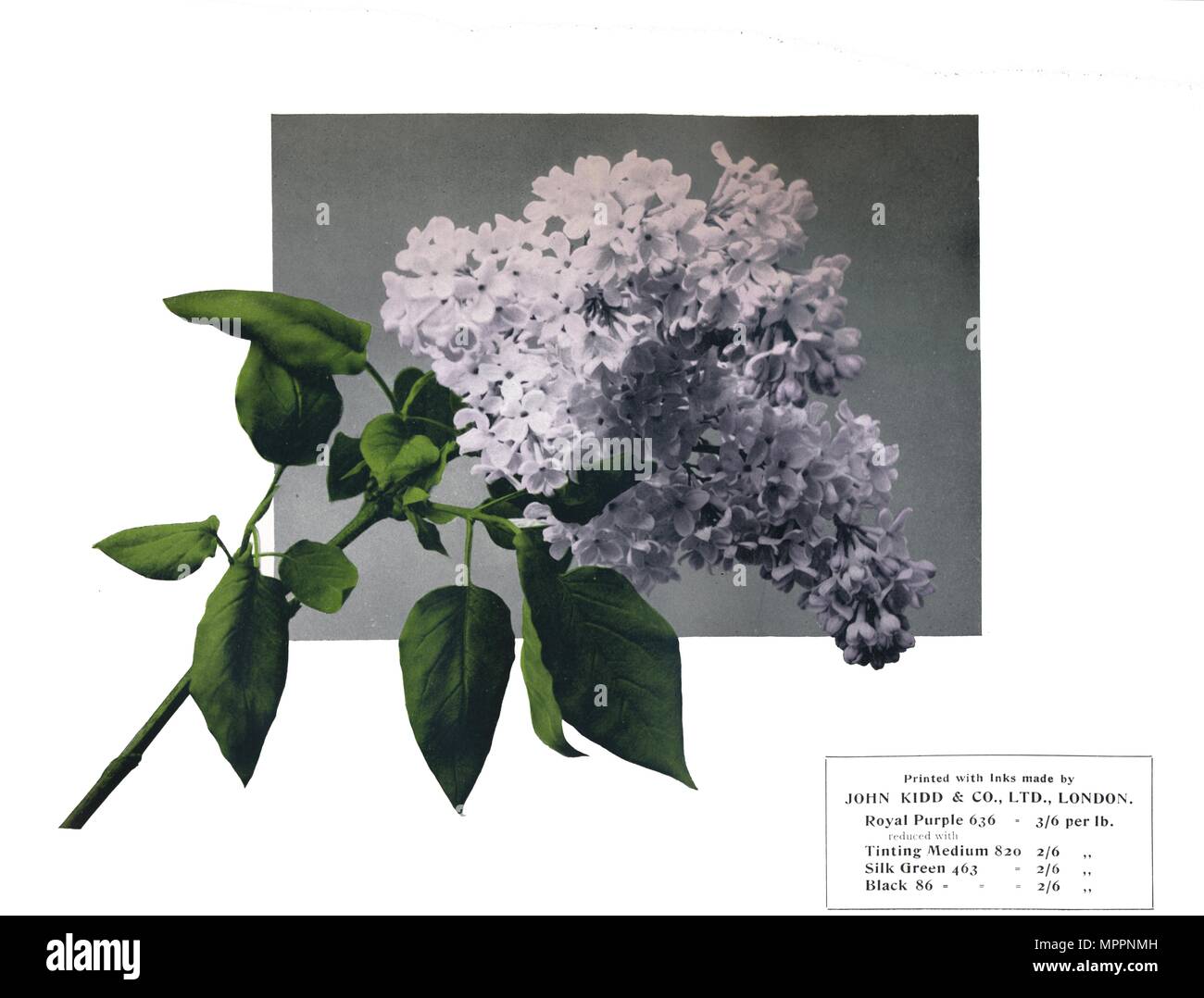 'Nessun titolo - John Kidd'& Co. Ltd. il campione", 1910. Artista: sconosciuto. Foto Stock