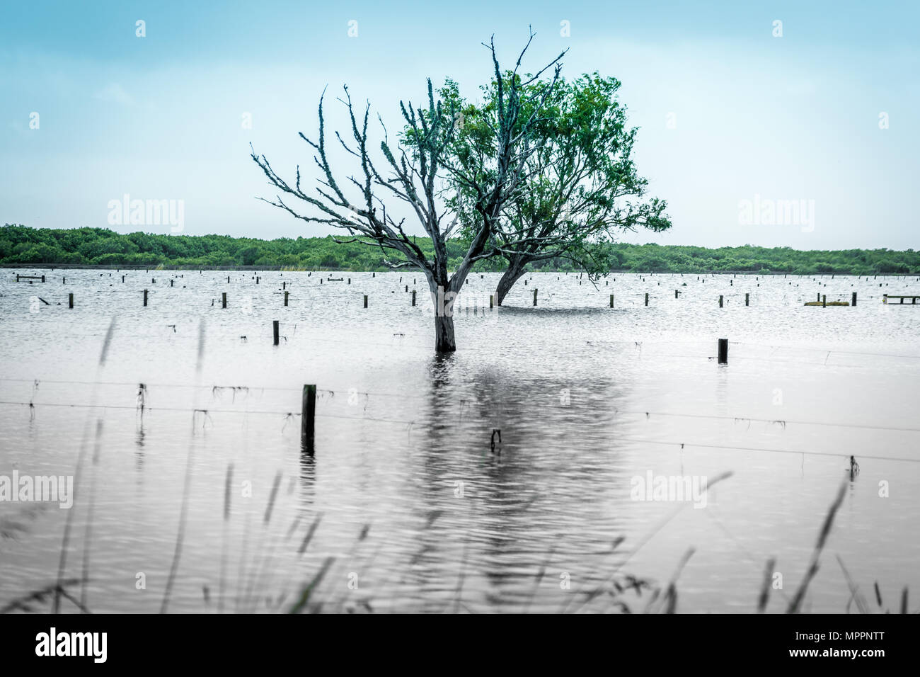 Innalzamento del livello del mare provocano inondazioni nelle zone costiere Foto Stock