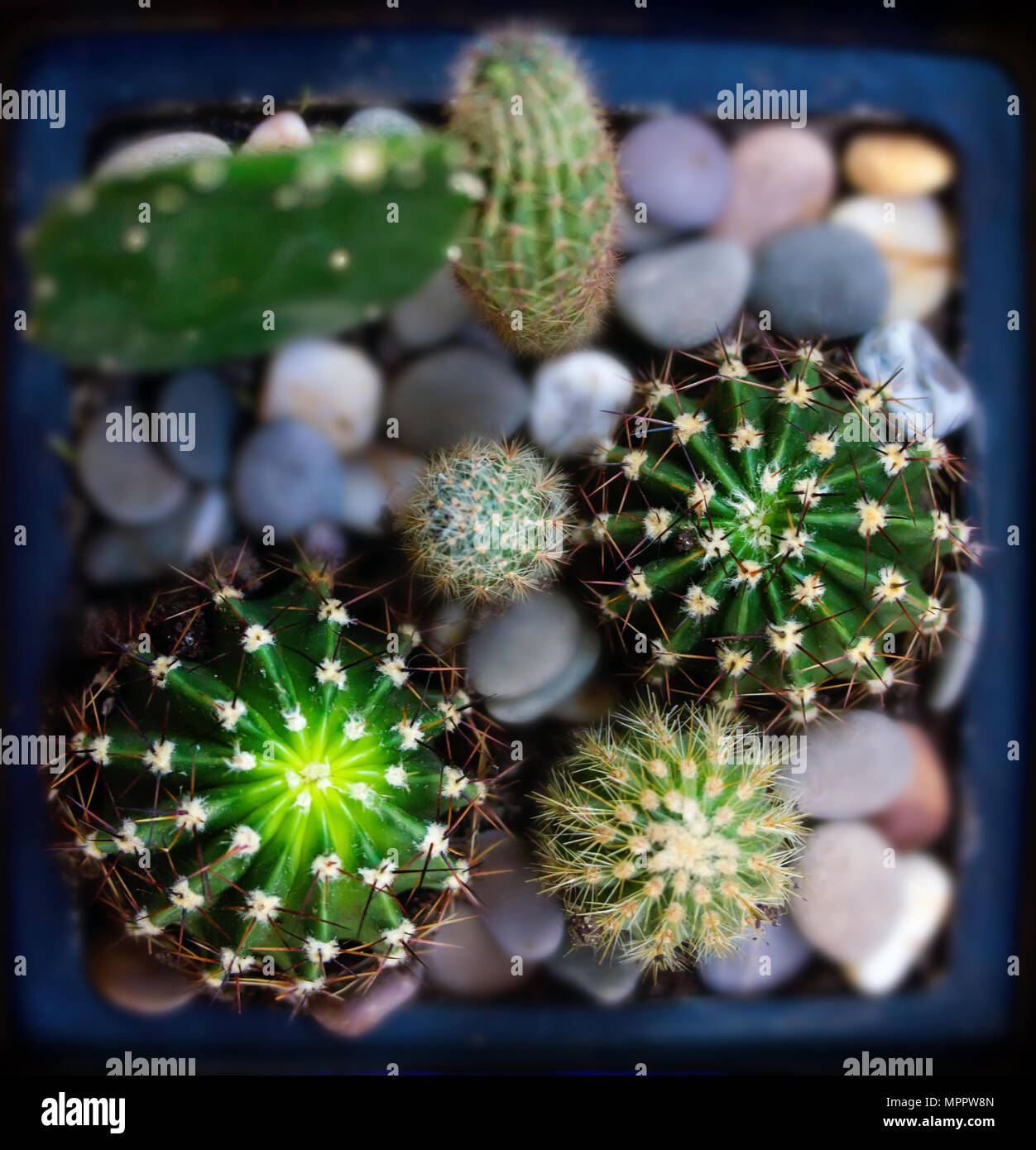 Un po' pungente con spine sporgenti della casa di cactus close-up vista da sopra Foto Stock