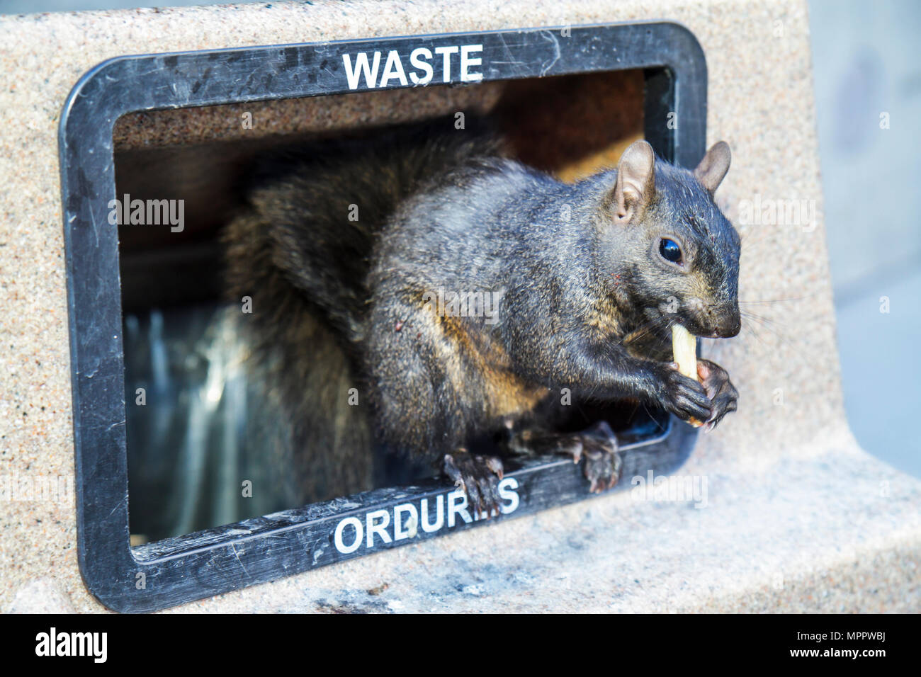 Toronto Canada,Bremner Boulevard,cestino,rifiuti,scoiattolo nero,Sciuridae,animale,roditore,mangiare frittura francese,sopravvivenza urbana,cibo,adattamento,Nord America C. Foto Stock