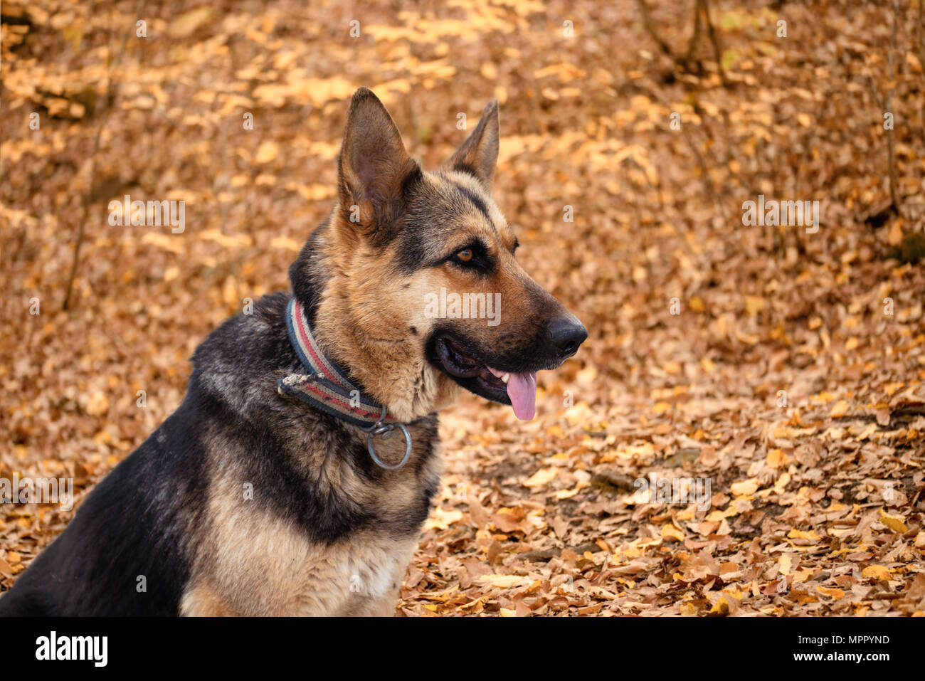 Pastore Tedesco, giovane pastore tedesco, pastore tedesco sull'erba, cane nel parco Foto Stock