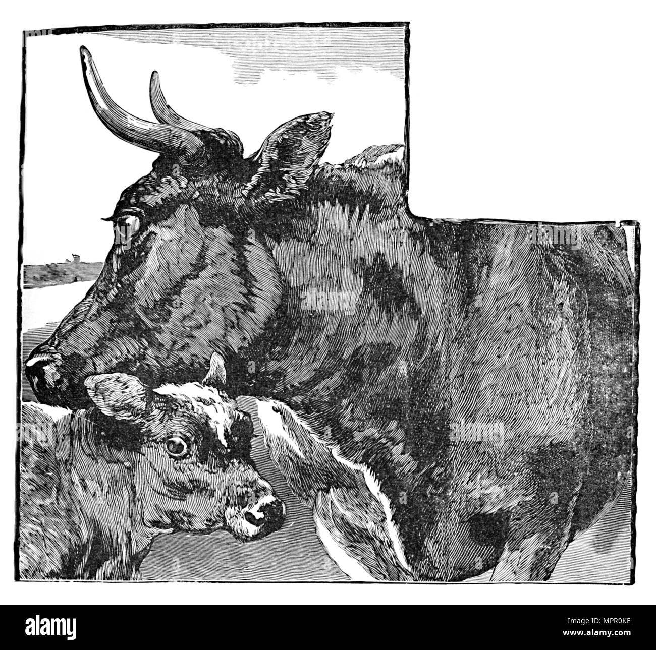 "Vacca e vitello", c1900. Artista: Helena J. Maguire. Foto Stock