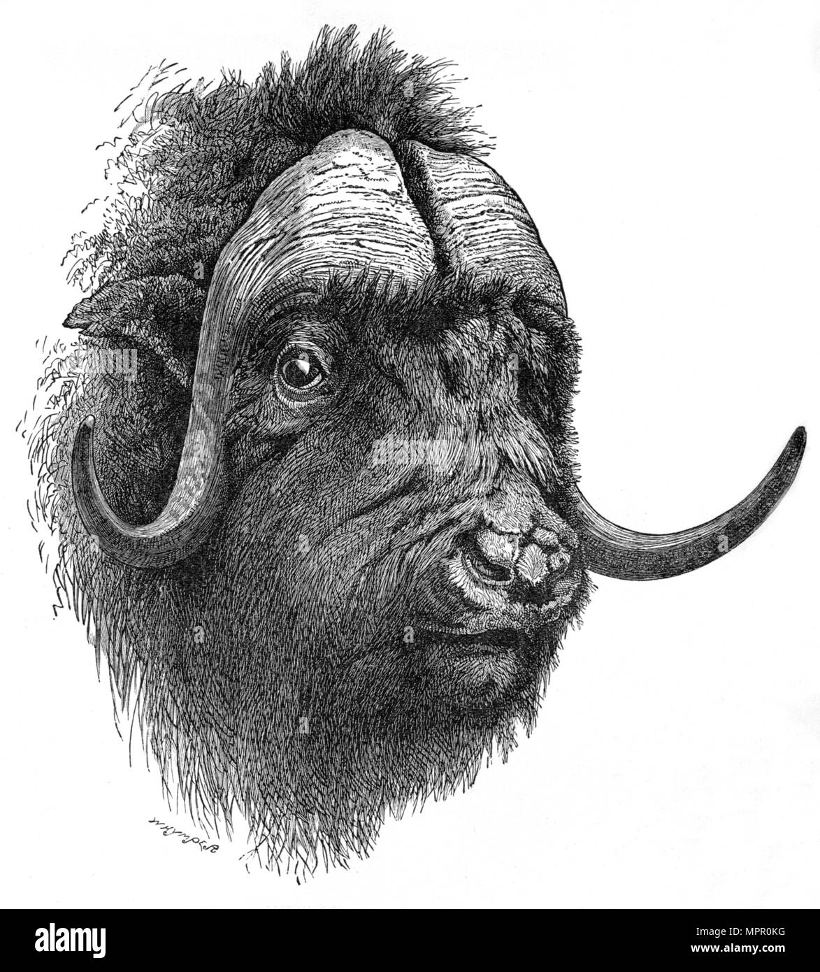 'Musk-Ox', C1900. Artista: Helena J. Maguire. Foto Stock