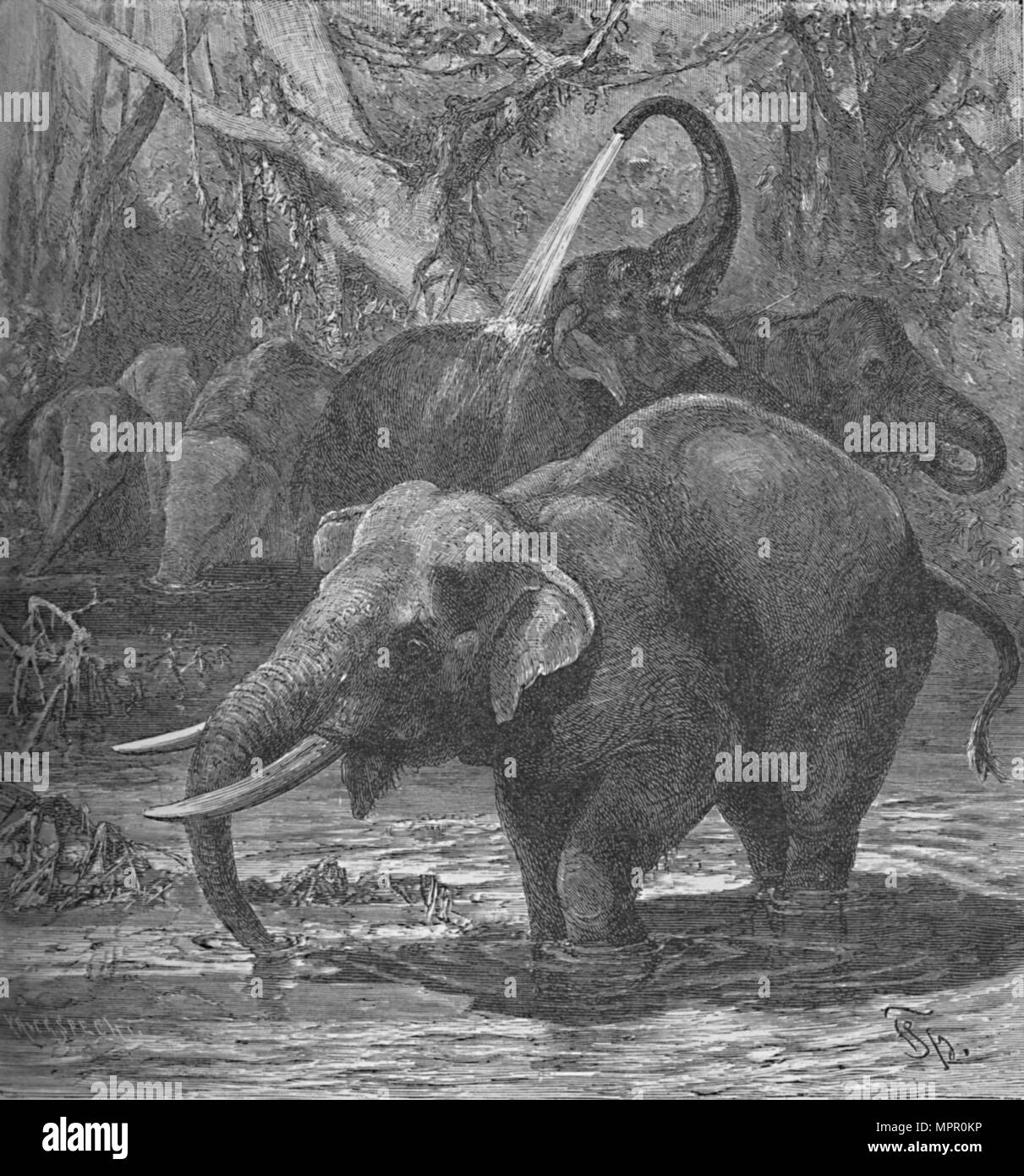 "Elefanti indiani' balneari, c1900. Artista: Helena J. Maguire. Foto Stock