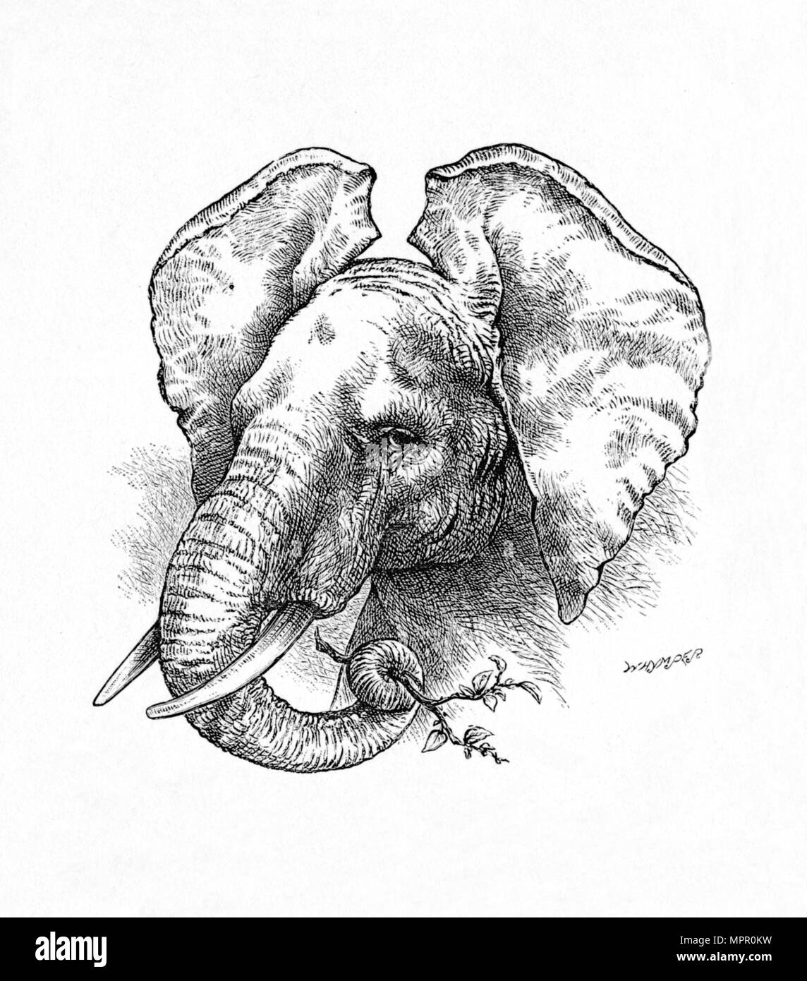 "L'elefante africano', C1900. Artista: Helena J. Maguire. Foto Stock