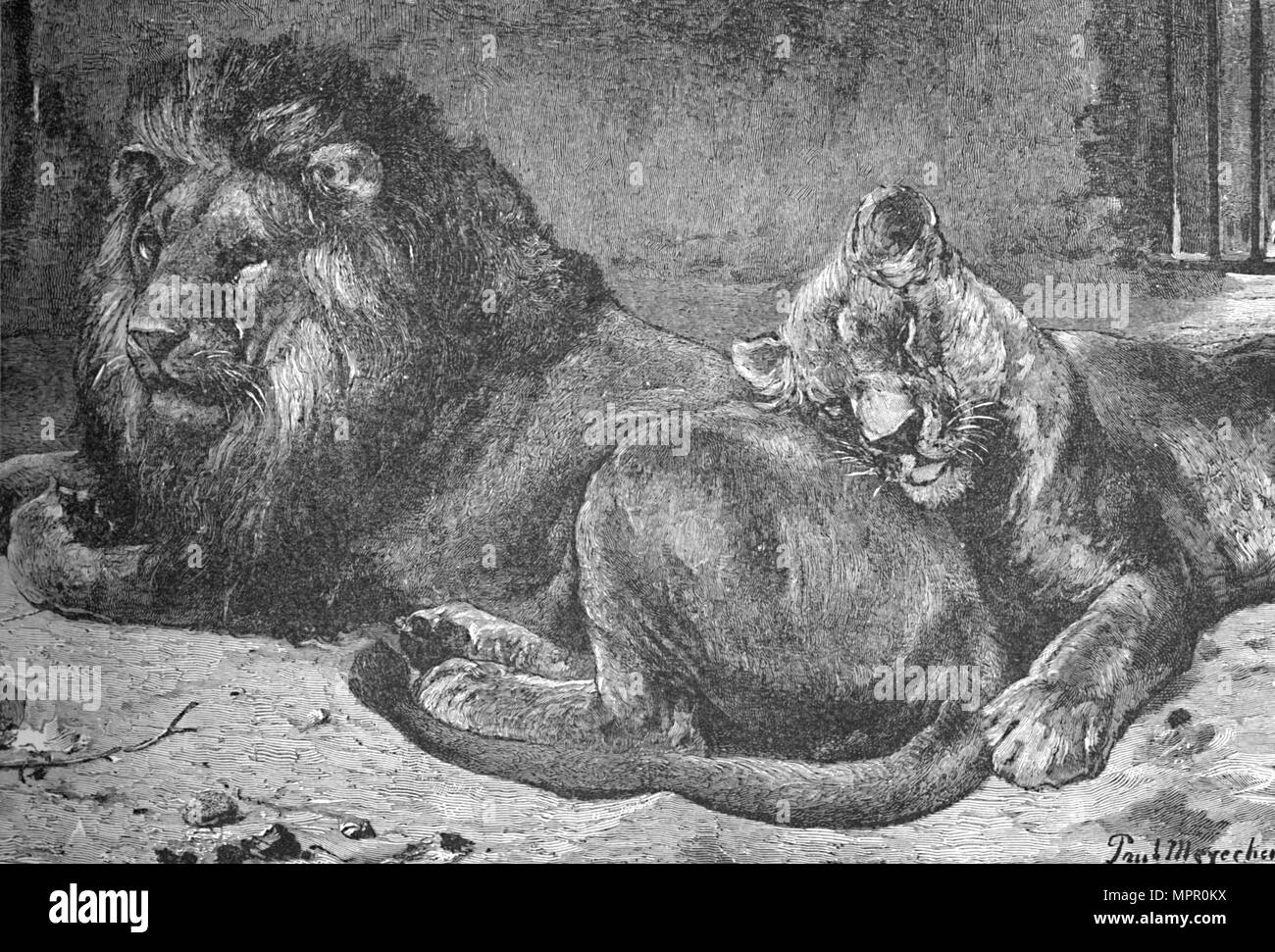 "Lion e leonessa', C1900. Artista: Helena J. Maguire. Foto Stock