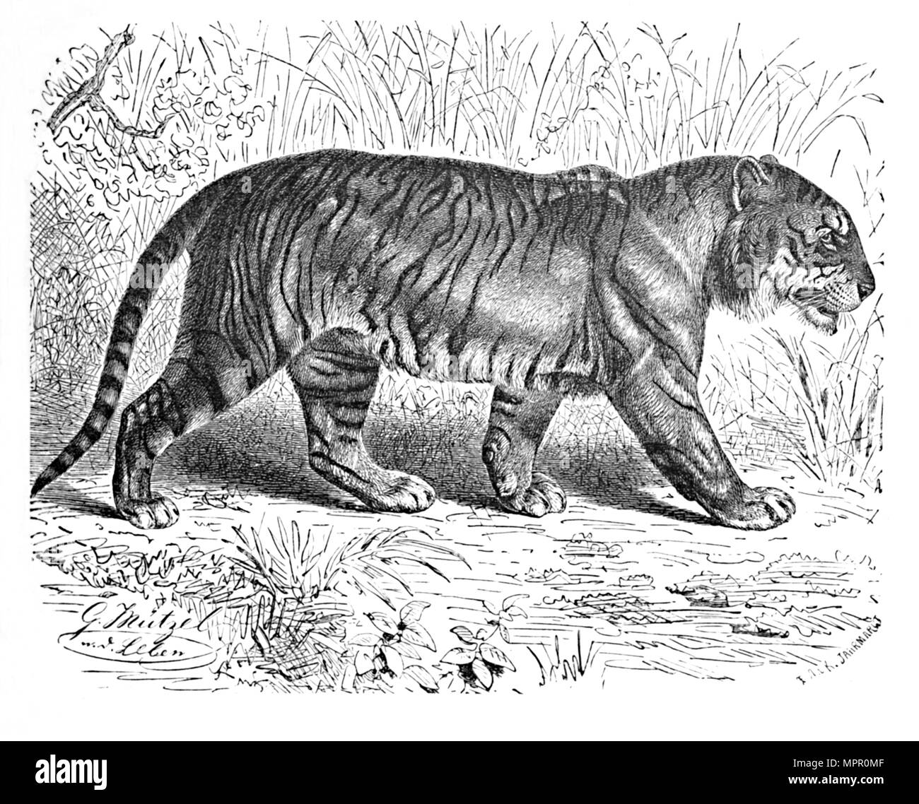 "Tigre del Bengala', C1900. Artista: Helena J. Maguire. Foto Stock
