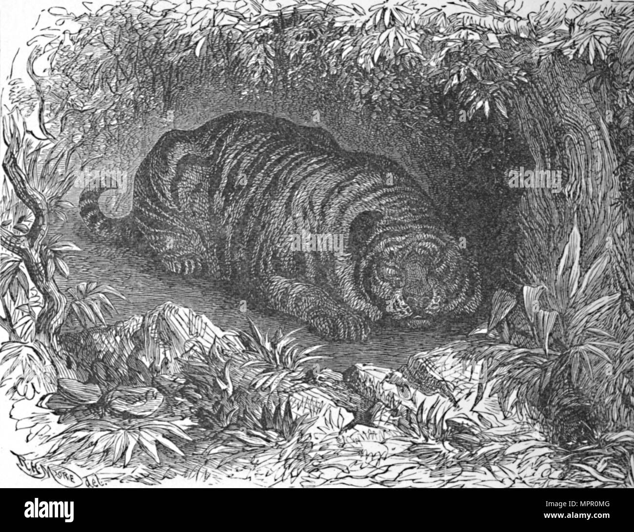 'Un After-Dinner Nap, c1900. Artista: Helena J. Maguire. Foto Stock