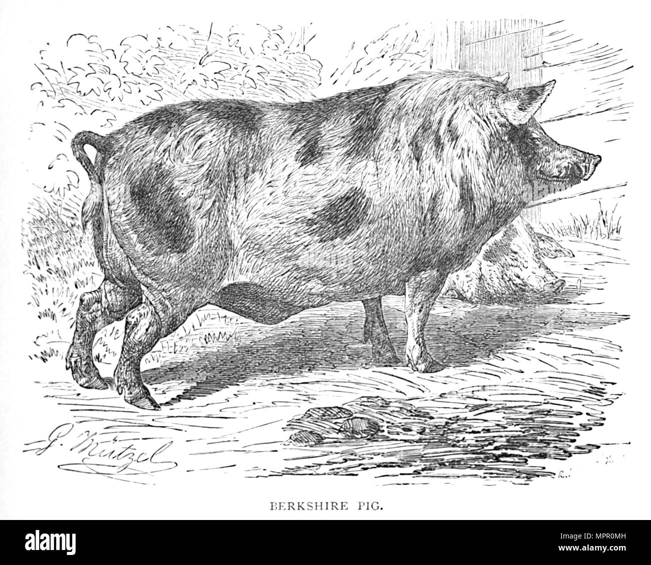 " Berkshire suino", c1900. Artista: Helena J. Maguire. Foto Stock