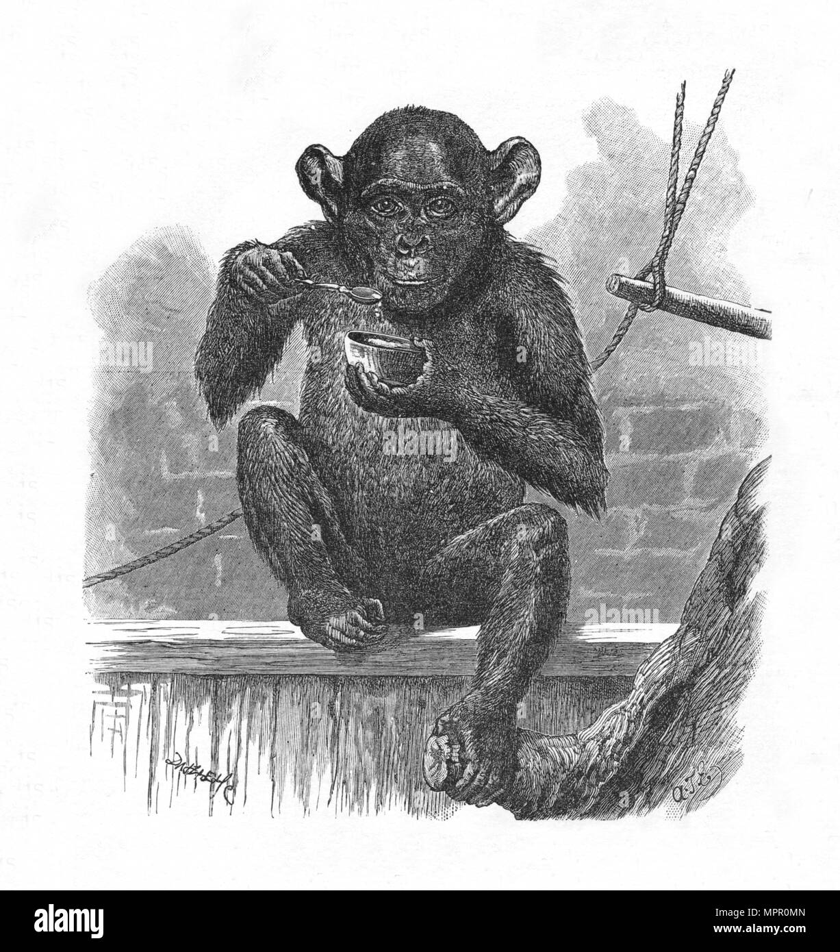 La scimpanzé Sally.', C1900. Artista: Helena J. Maguire. Foto Stock