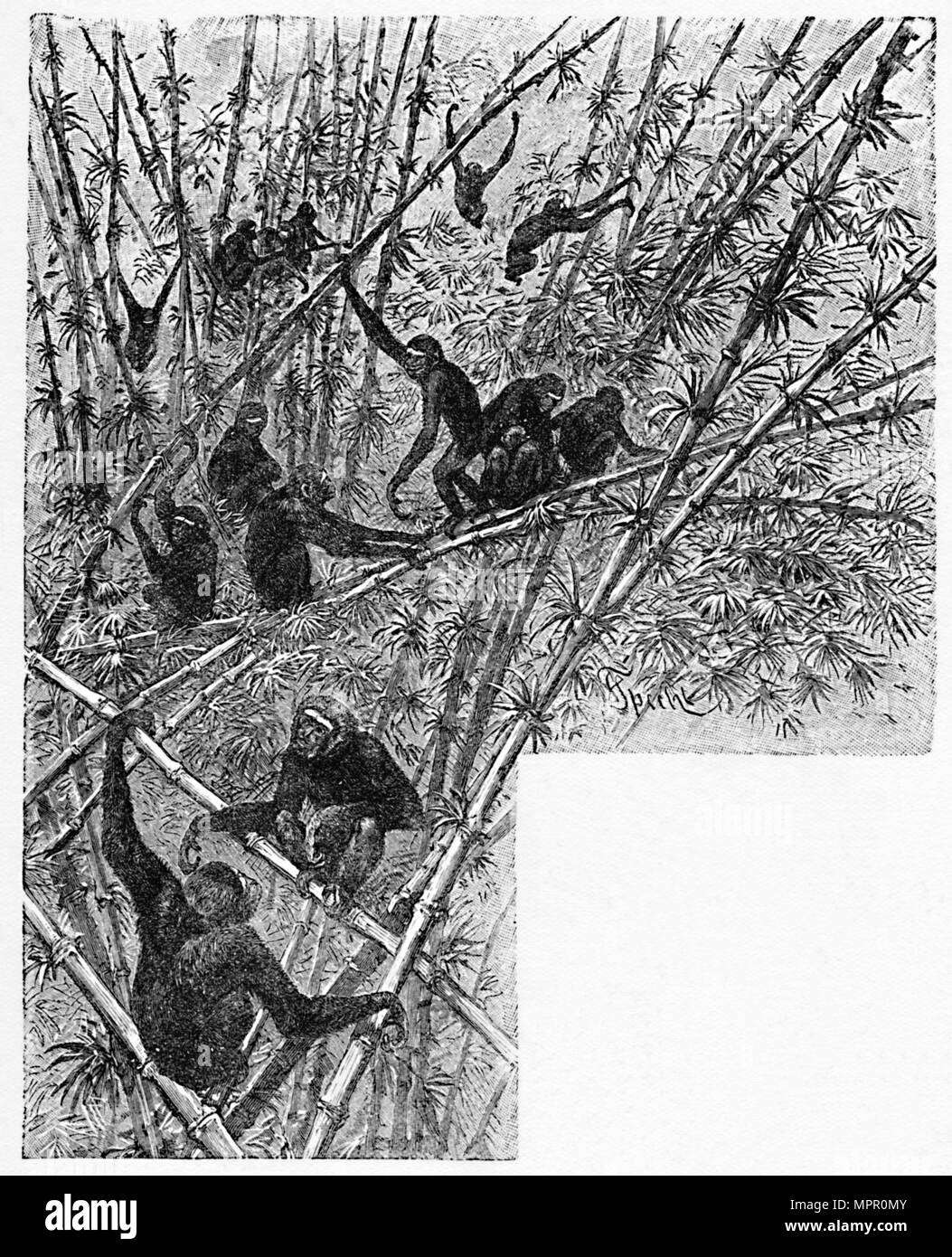"Hoolocks in una giungla di bambù', C1900. Artista: Helena J. Maguire. Foto Stock