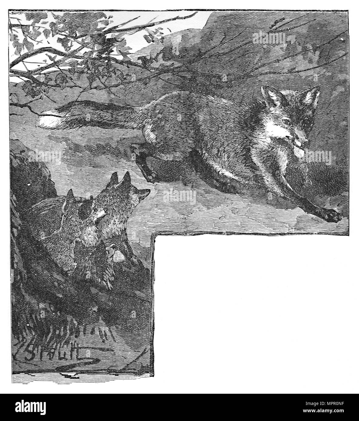 'L'Fox e la sua Cubs', C1900. Artista: Helena J. Maguire. Foto Stock
