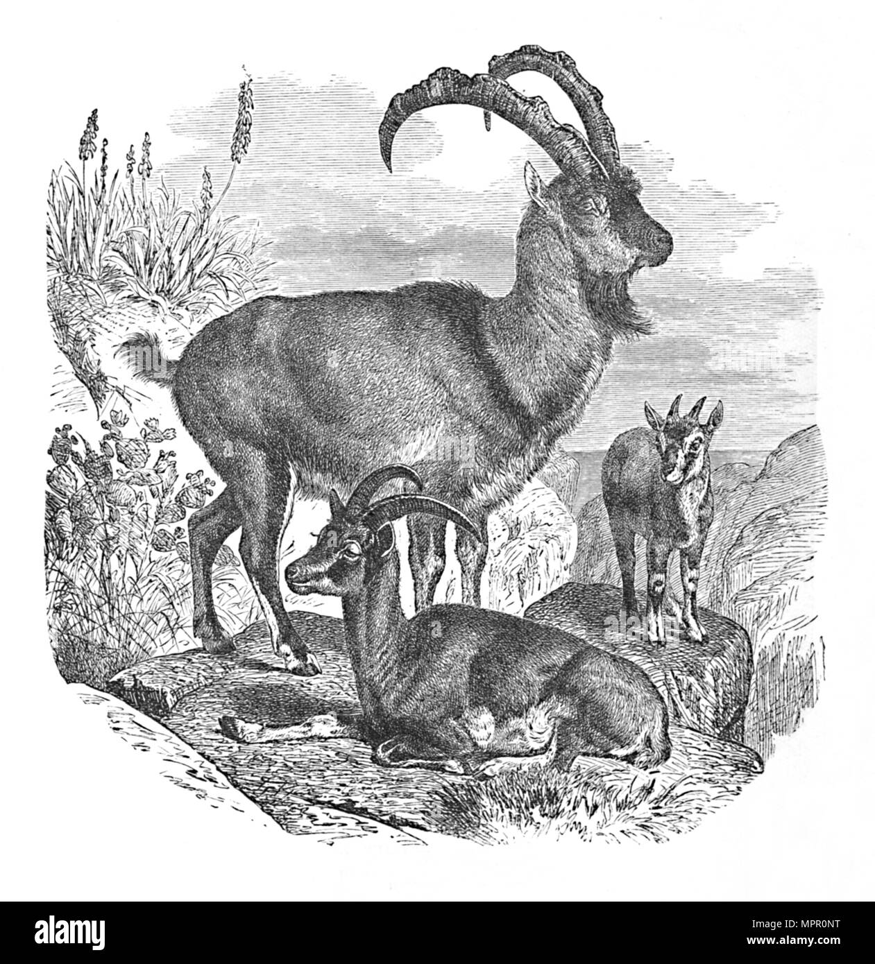 "Persiano di capre selvatiche', C1900. Artista: Helena J. Maguire. Foto Stock