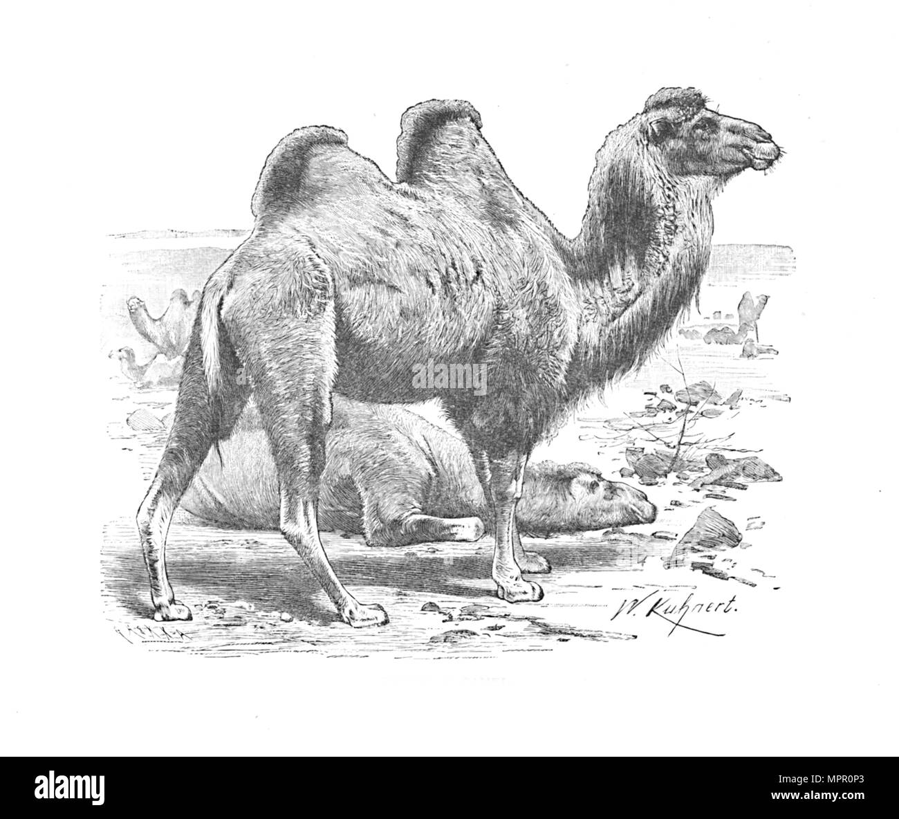 "Bactrian Camel', C1900. Artista: Helena J. Maguire. Foto Stock