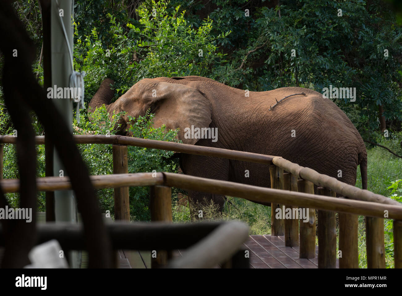 Un elefante dentro Pafuri Safari Camp Sud Africa Foto Stock