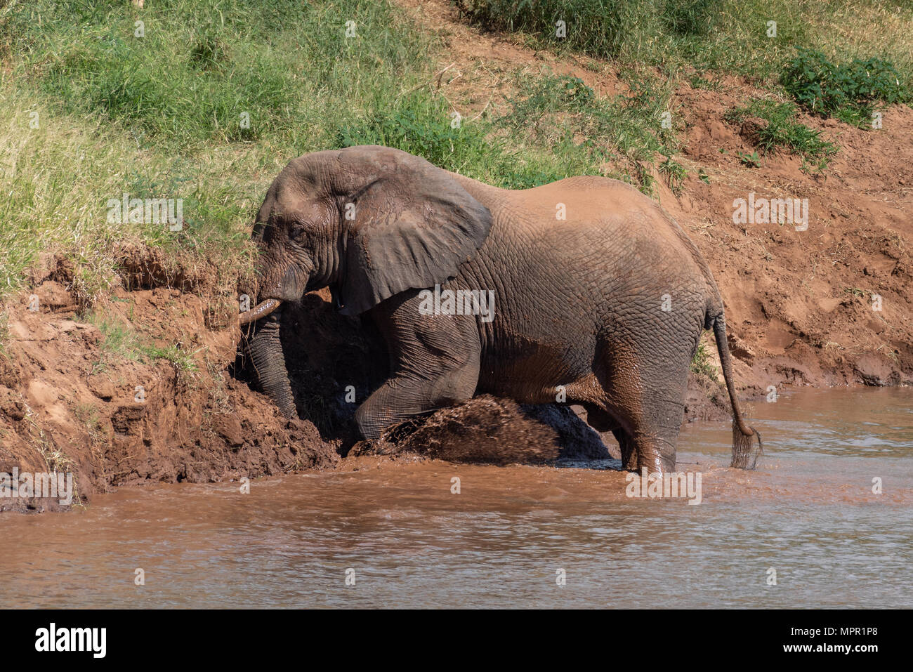 Elefante africano fango balneazione nel fiume Luvuvhu Foto Stock