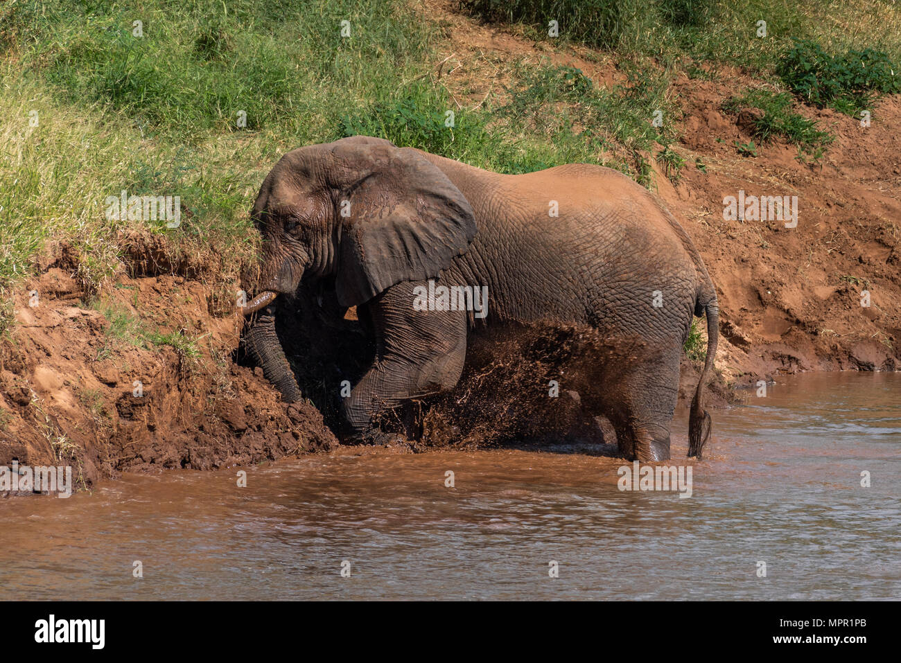 Elefante africano fango balneazione nel fiume Luvuvhu Foto Stock