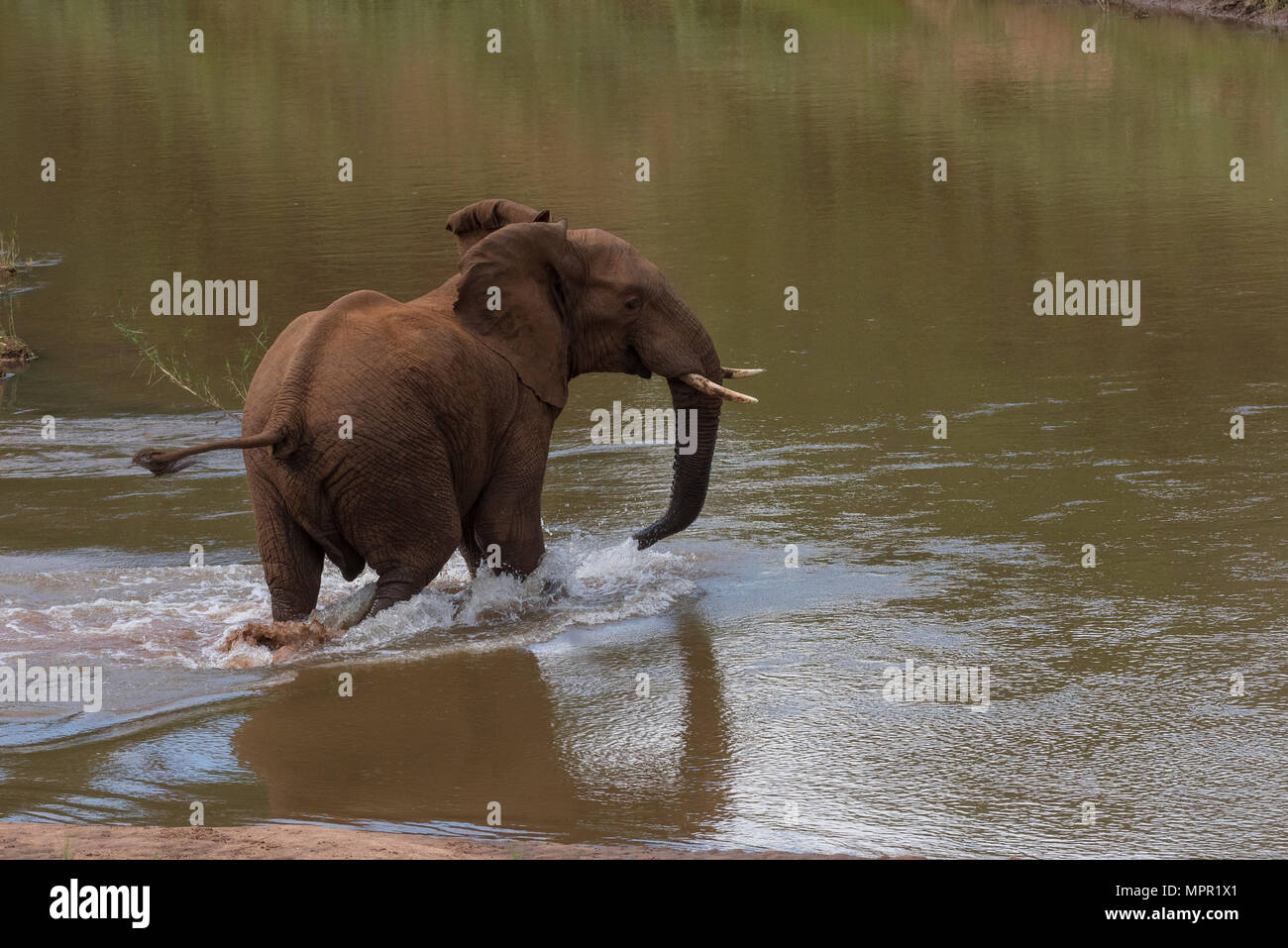 Elefante africano attraversando il Luvuvhu Rivar Foto Stock