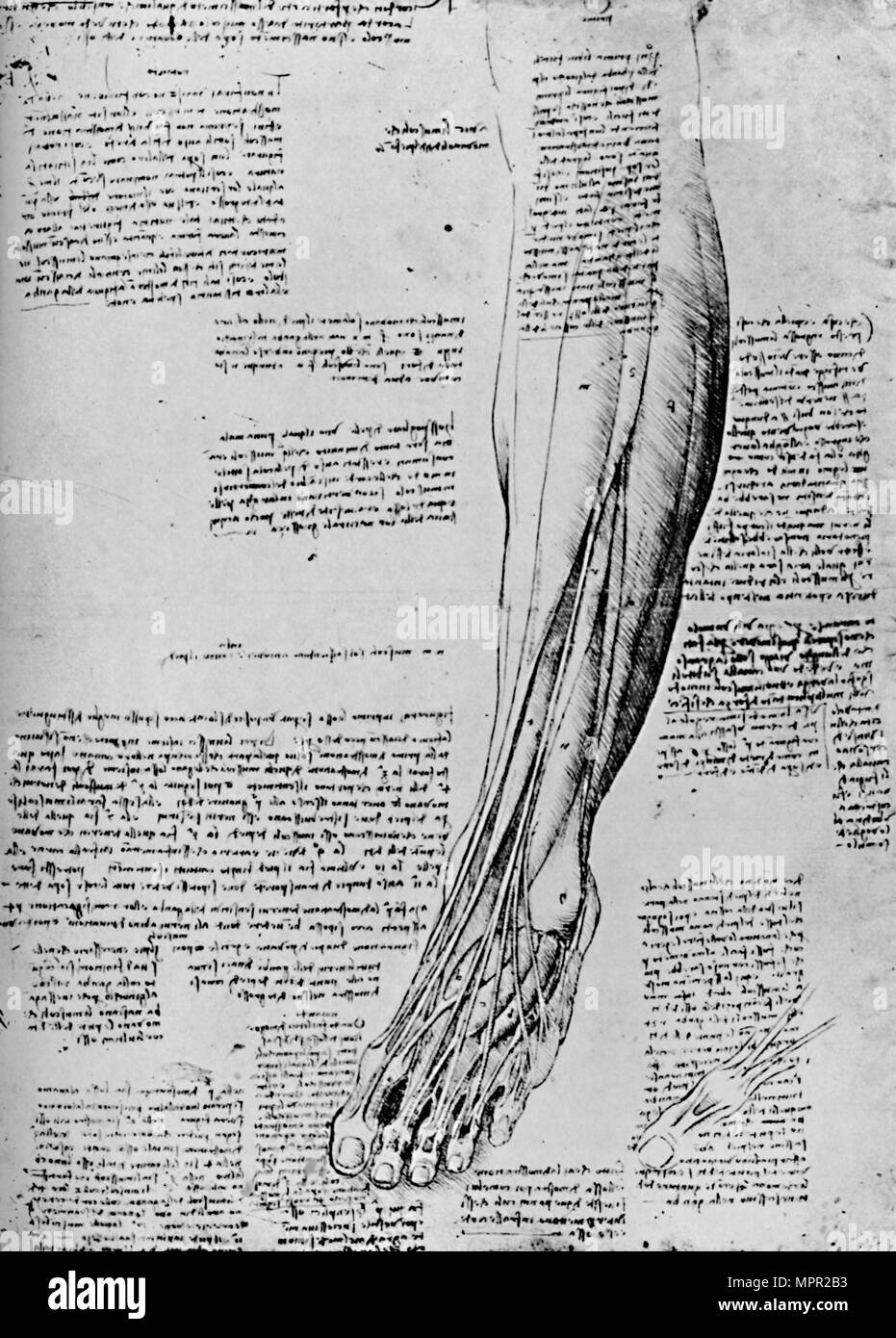 "Studio anatomico dei muscoli del piede", 1928. Artista: Leonardo da Vinci. Foto Stock
