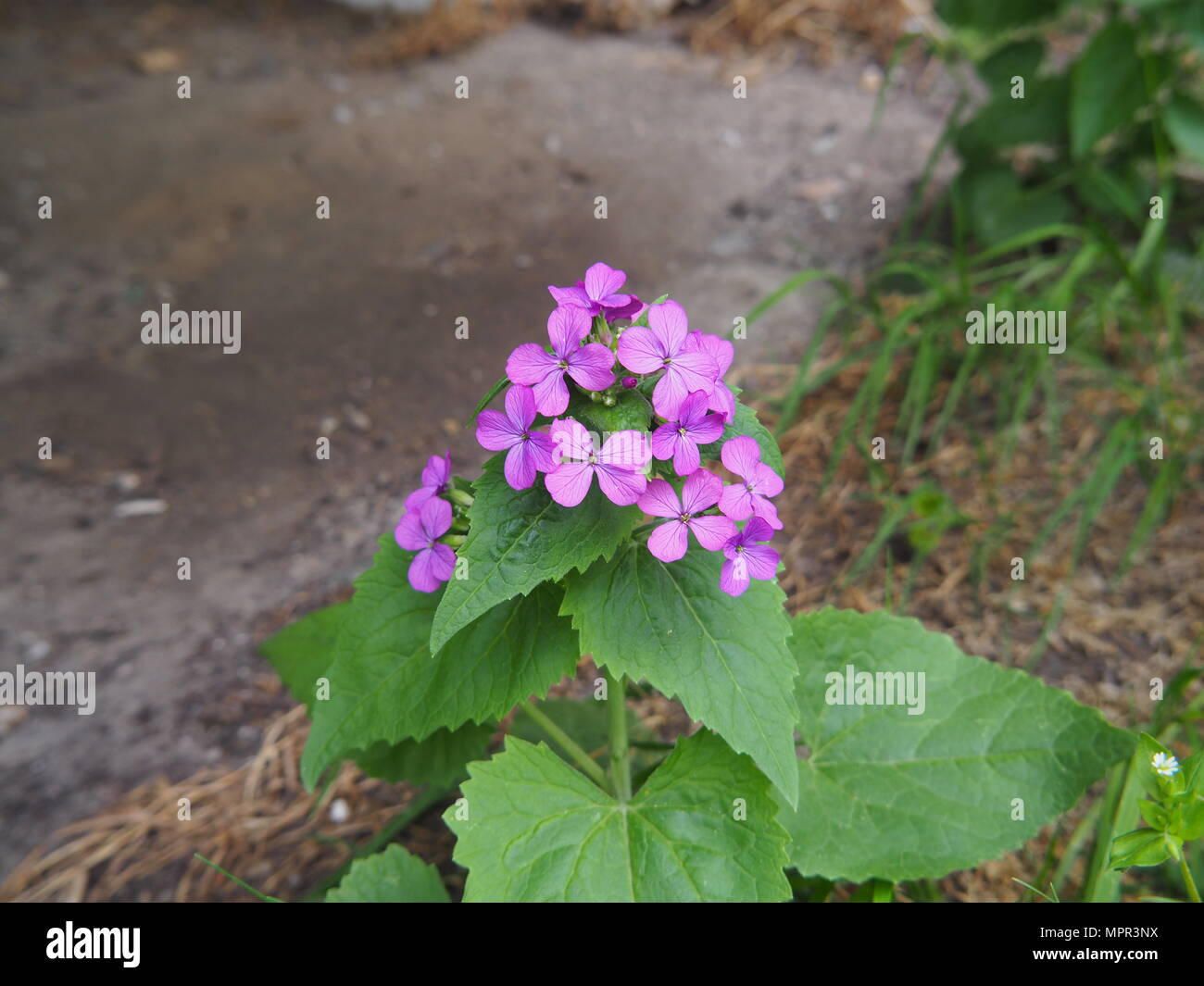 Lunaria annua: L'onestà annuale in fiore, i vivaci fiori magenta-viola in un giardino primaverile, la pianta ornamentale nota per i suoi soffici baccelli di semi e cottage Foto Stock
