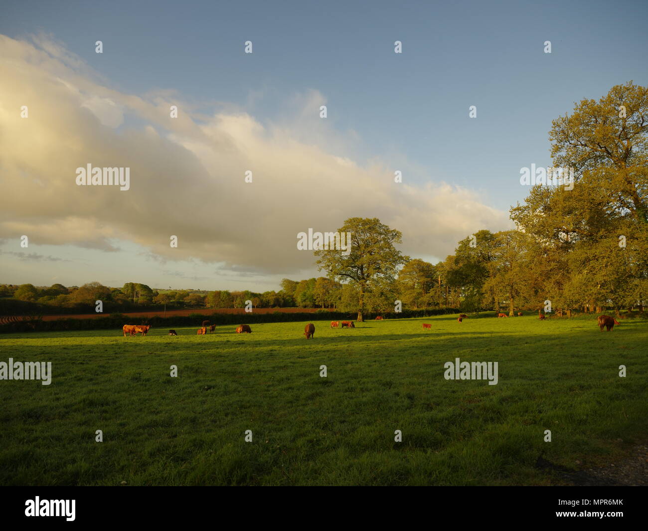 Le mucche al pascolo in un campo, la mattina presto luce, ombre sull'erba. Foto Stock