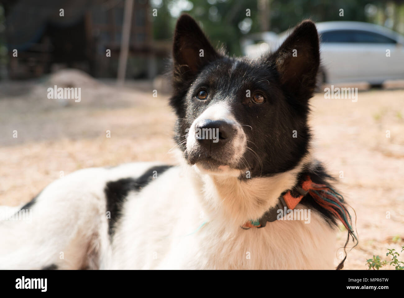 Il cane locale in bianco e nero seduto fuori e stai cercando un alimento Foto Stock