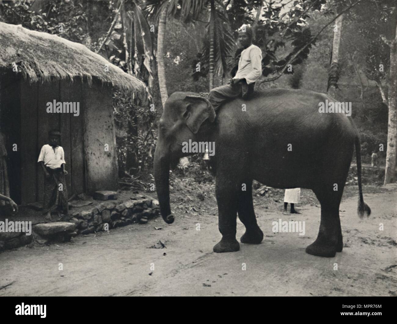 "Elefant auf einem Wege bei Kandy', 1926. Artista: sconosciuto. Foto Stock