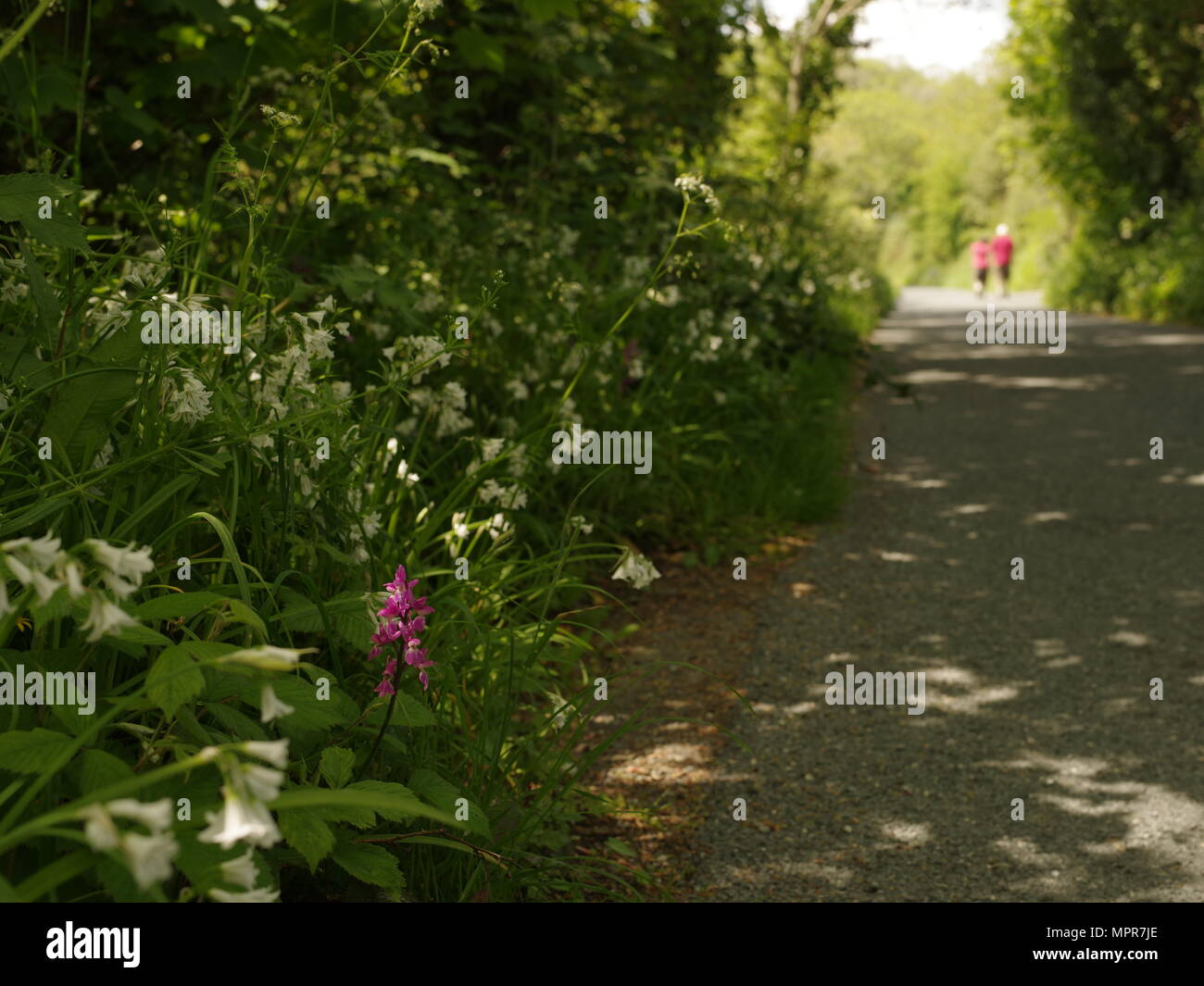 Una passeggiata per il Wild Orchid lato Foto Stock