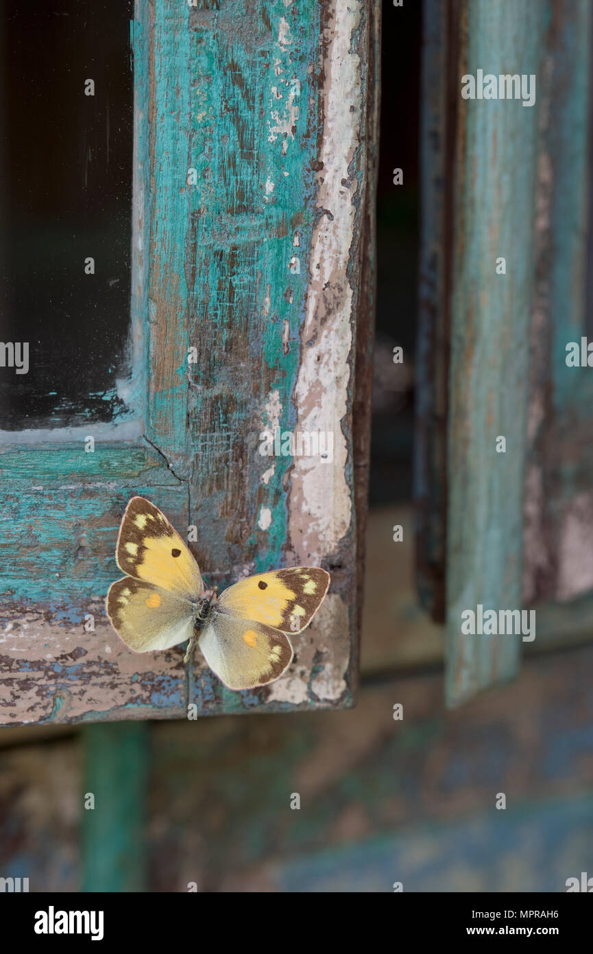 Dipinto di legno blu, giallo farfalla Foto Stock