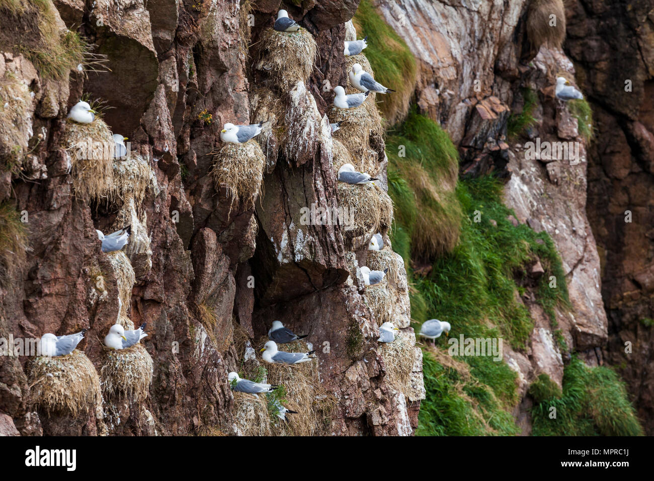 La Scozia, Aberdeenshire, Bullers di Buchan, gabbiani nesting Foto Stock