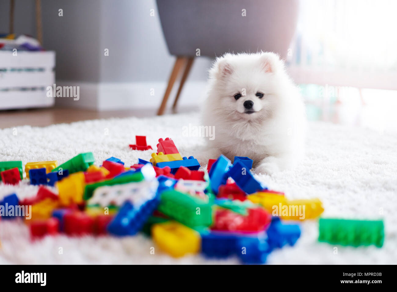 Ritratto di cucciolo bianco sul tappeto con mattoni giocattolo Foto Stock