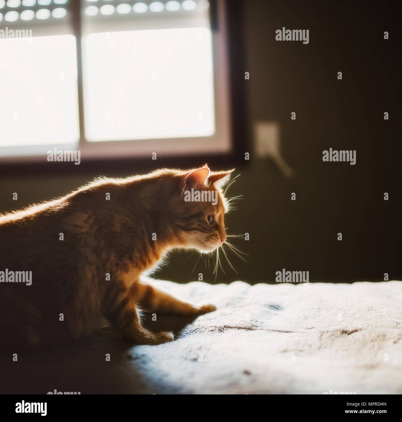 Lo zenzero cat giocando sul letto Foto Stock