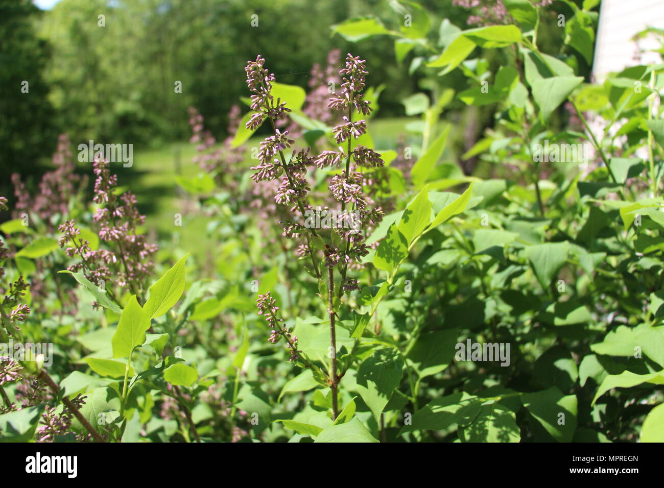 Ci sono un sacco di bellissimi fiori lilla cominciando a fiorire in tarda primavera.clos Foto Stock