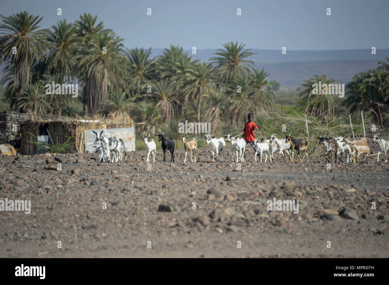 Un giovane ragazzo del Gibuti degli allevamenti di capre VERSO GLI STATI UNITI Soldati con il 418th gli affari civili battaglione funzione unità di specialità (FxSP) in una zona rurale al di fuori di Dikhil, Gibuti, 3 aprile 2017. Come parte del proprio veterinario la missione di assistenza, FxSP membri somministrati anti-farmaco parassita di scongiurare i parassiti che rubano gli animali di nutrienti e di energia, aumentando la loro capacità di sopravvivenza durante i mesi estivi. (U.S. Air National Guard photo by Staff Sgt. Christian Jadot) Foto Stock