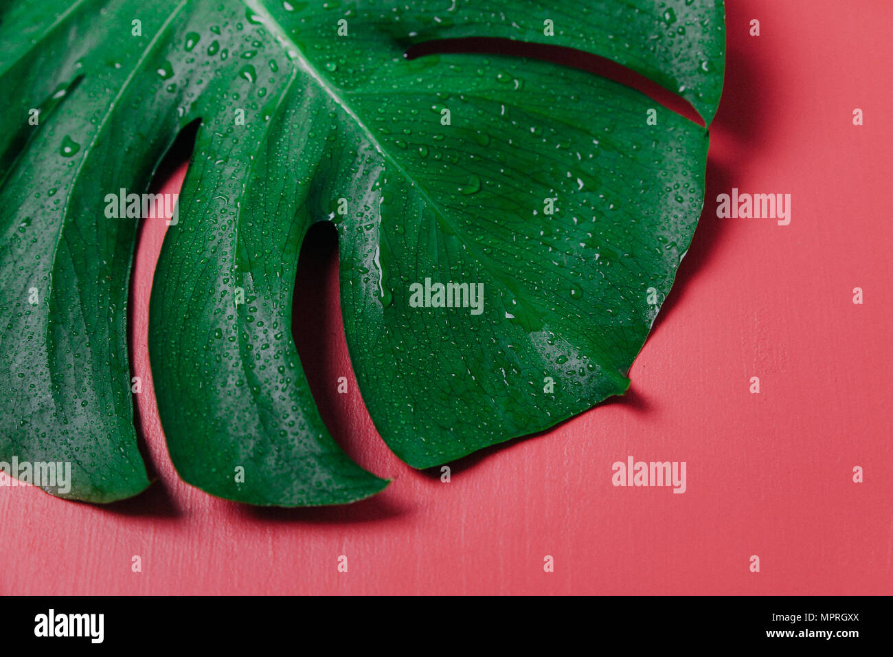 Foglia di monstera su sfondo rosa, Monstera deliciosa Foto Stock