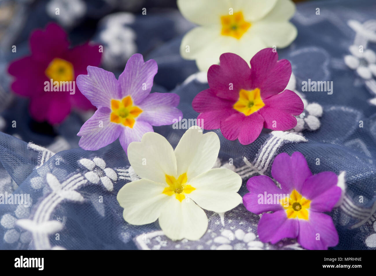 Fioriture di primule su motivi floreali panno Foto Stock
