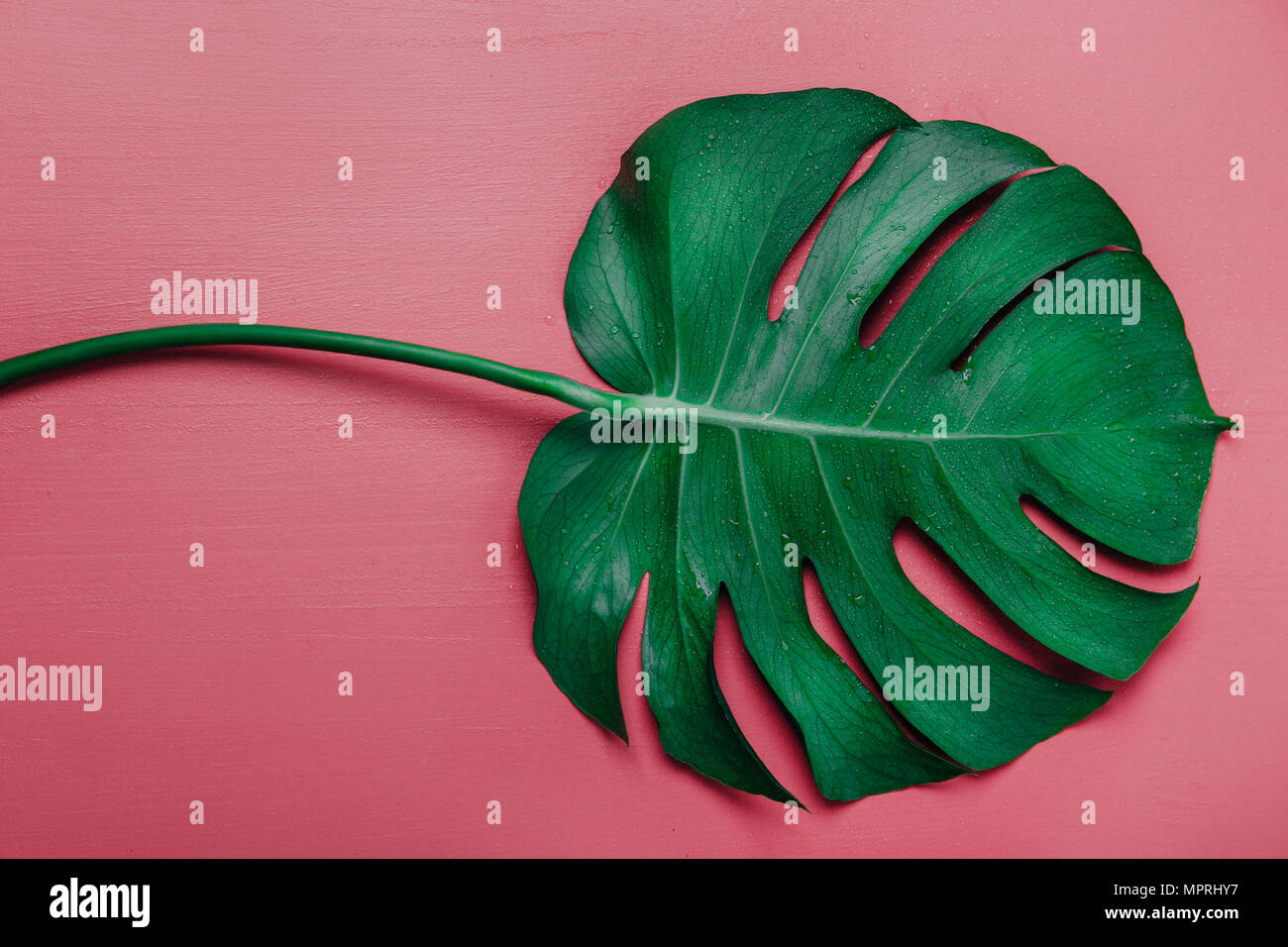 Foglia di monstera su sfondo rosa, Monstera deliciosa Foto Stock