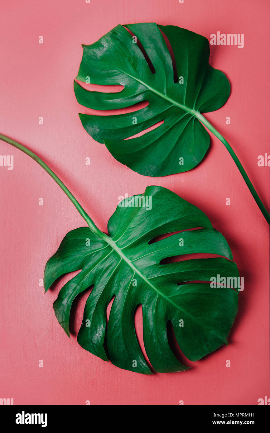 Foglia di monstera su sfondo rosa, Monstera deliciosa Foto Stock