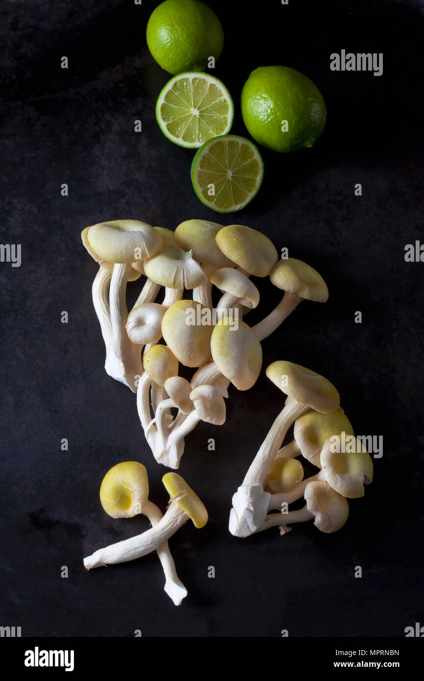 Golden funghi Oyster e limes sul metallo scuro Foto Stock