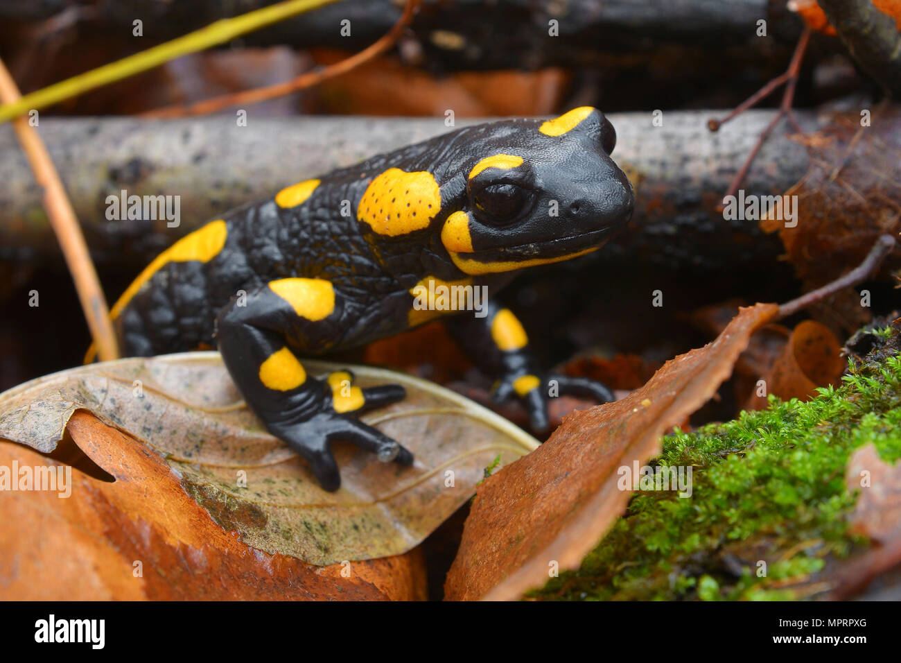 Closeup ritratto di una salamandra pezzata Foto Stock