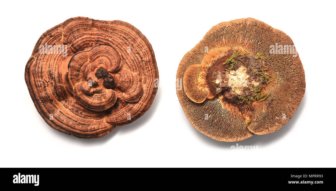 Daedaleopsis confragosa fungo, noto come la parete sottile polypore labirinto o il rossore staffa Foto Stock